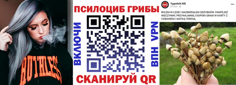 где продают наркотики  Ак-Довурак  Псилоцибиновые грибы мицелий 